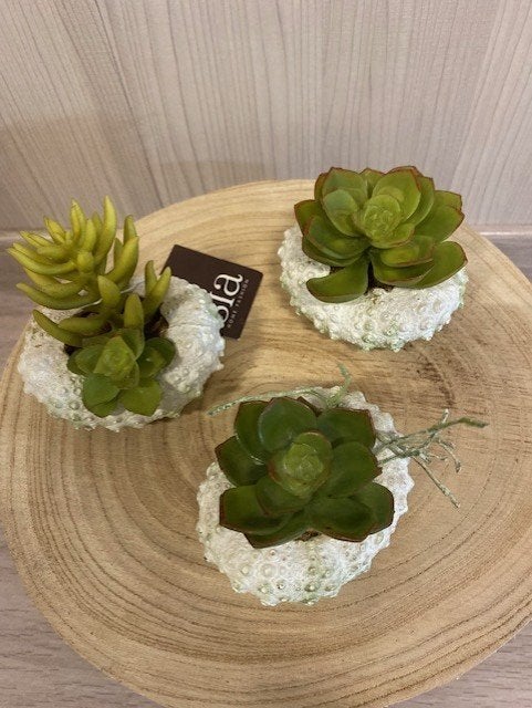 plantes succulentes artificielles - Sia, Maison & Meubles, Neuf, Enlèvement ou Envoi, Vert, Intérieur