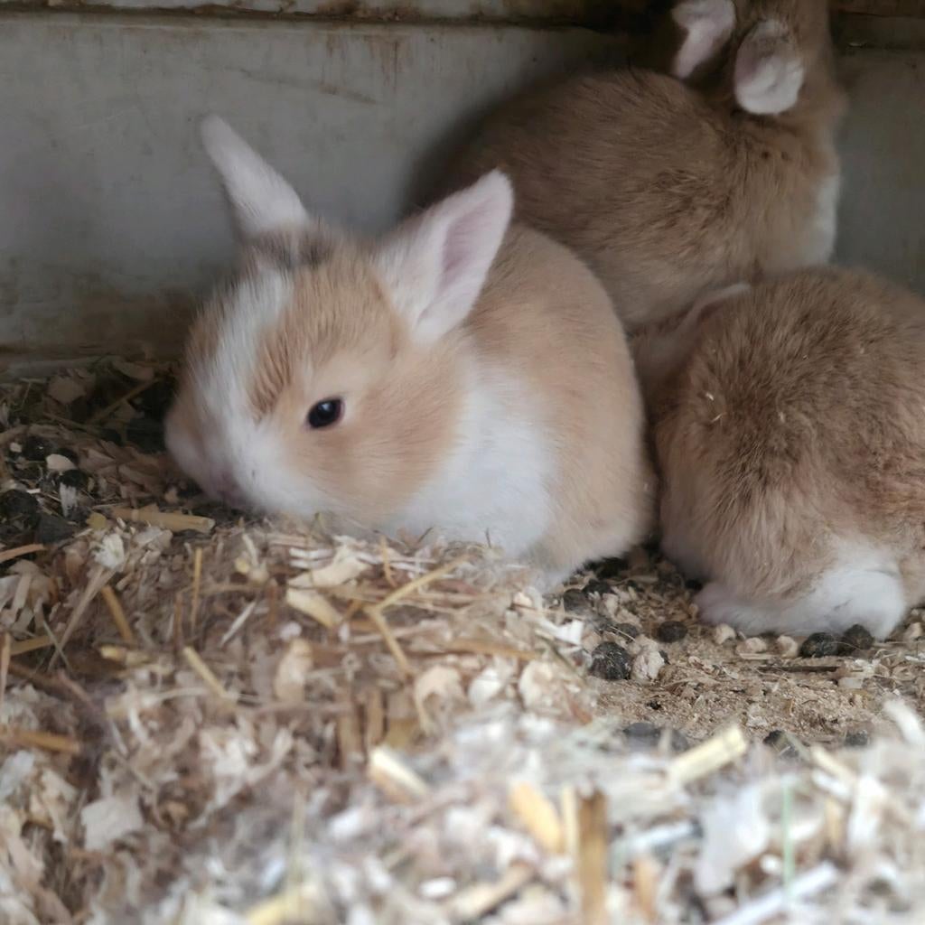 5 kleine konijntjes (nog 3), Dieren en Toebehoren, Konijnen, Hangoor