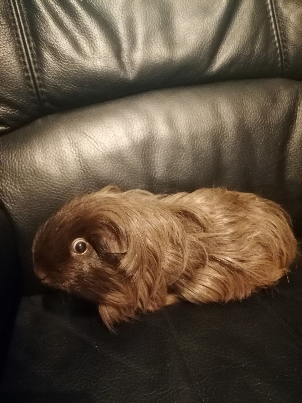 cavia cornet zeugje, Dieren en Toebehoren, Juni, Cavia