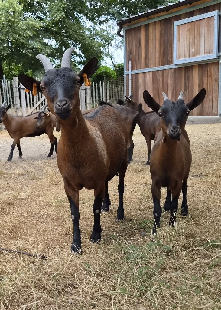 2 stamboek dwerggeitjes - moeder en geitlam - bruine geitjes, Dieren en Toebehoren, Schapen, Geiten en Varkens, Vrouwelijk, Geit