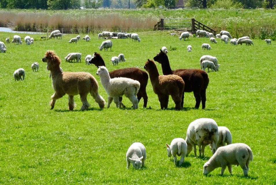 Alpaca en schapen scheren, Animaux & Accessoires, Moutons, Chèvres & Cochons, Plusieurs animaux, Mouton