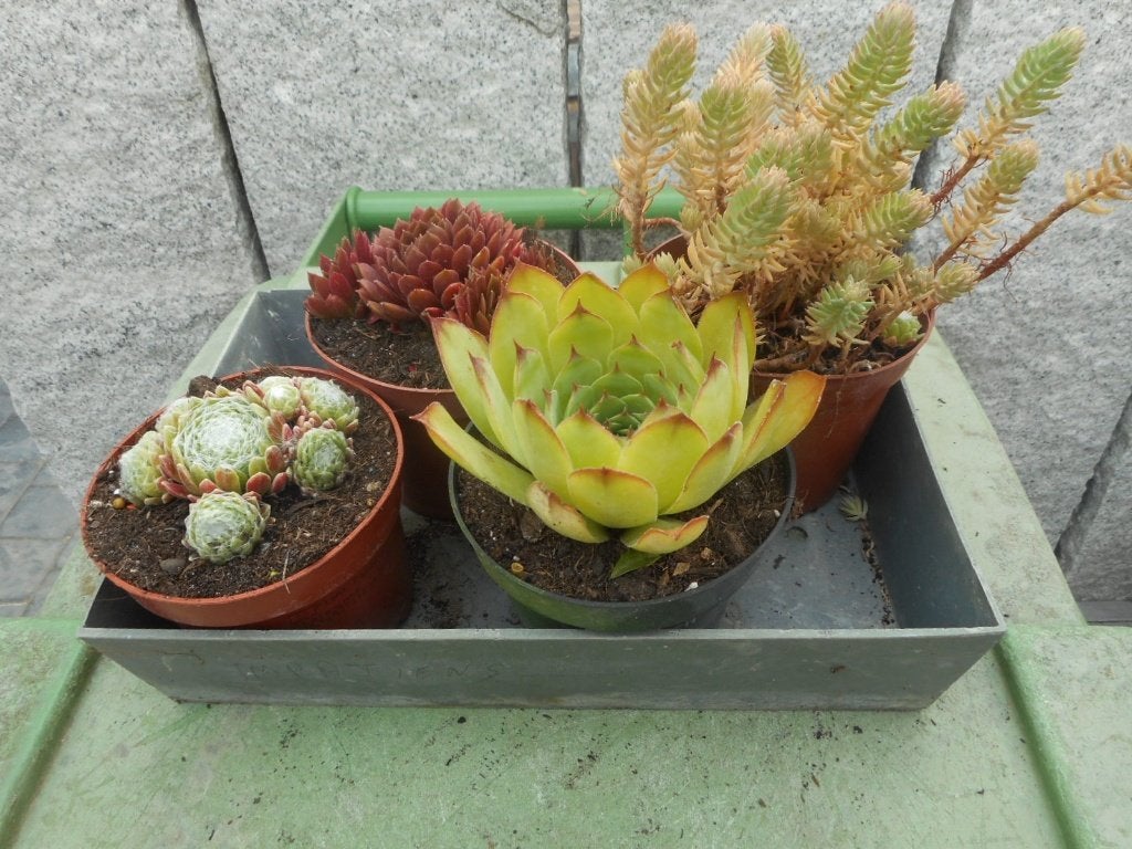Planten, Tuin en Terras, Overige soorten, Volle zon, Vaste plant, Ophalen of Verzenden