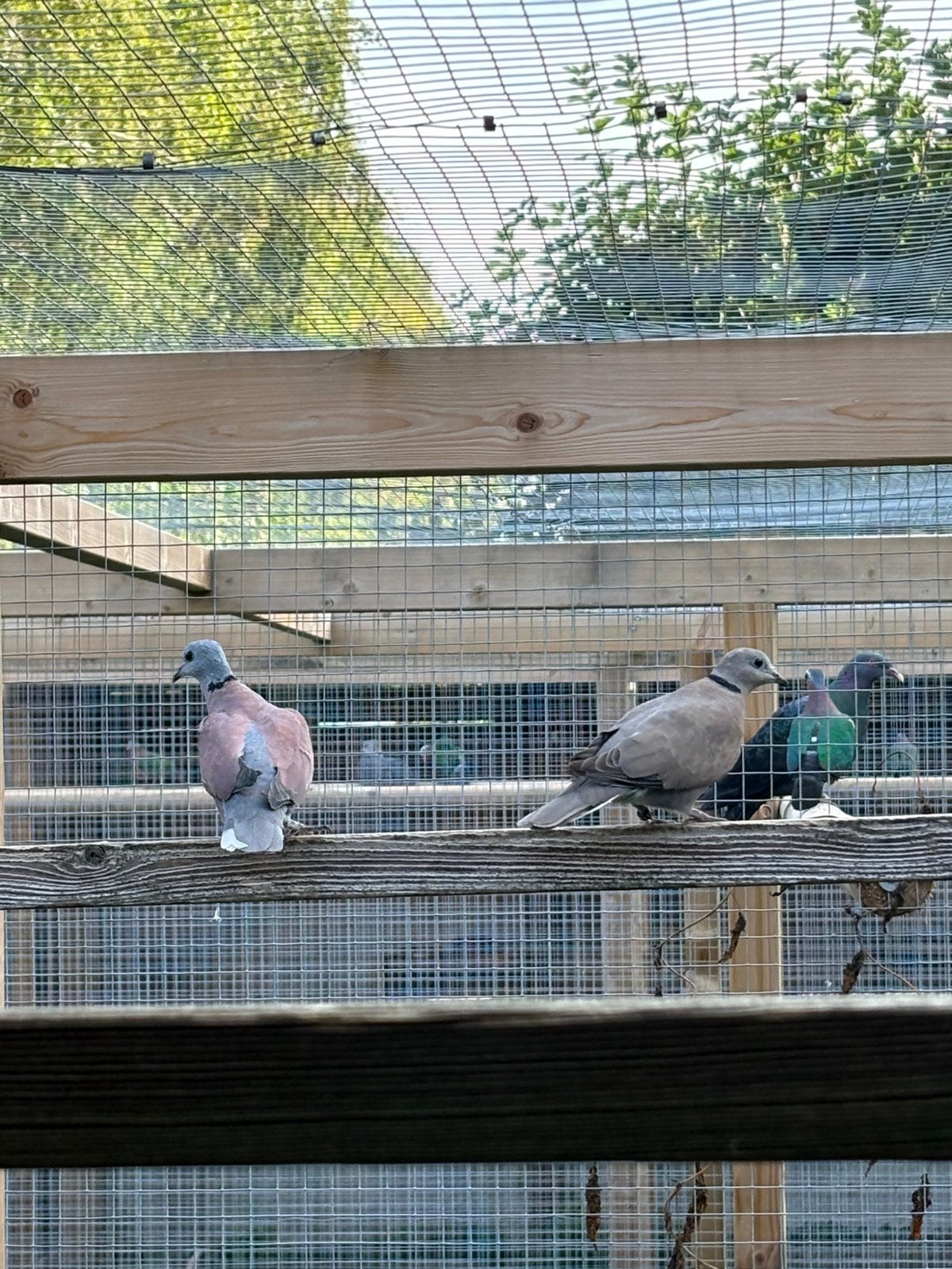 Birmatortels