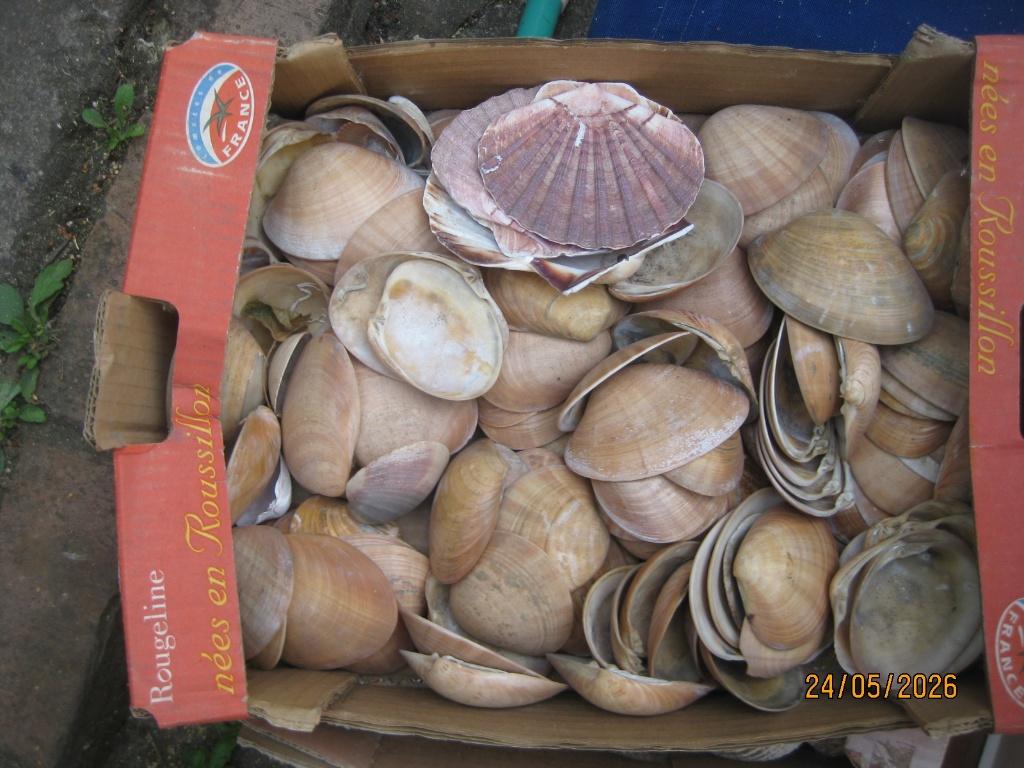 coquillages, Enlèvement