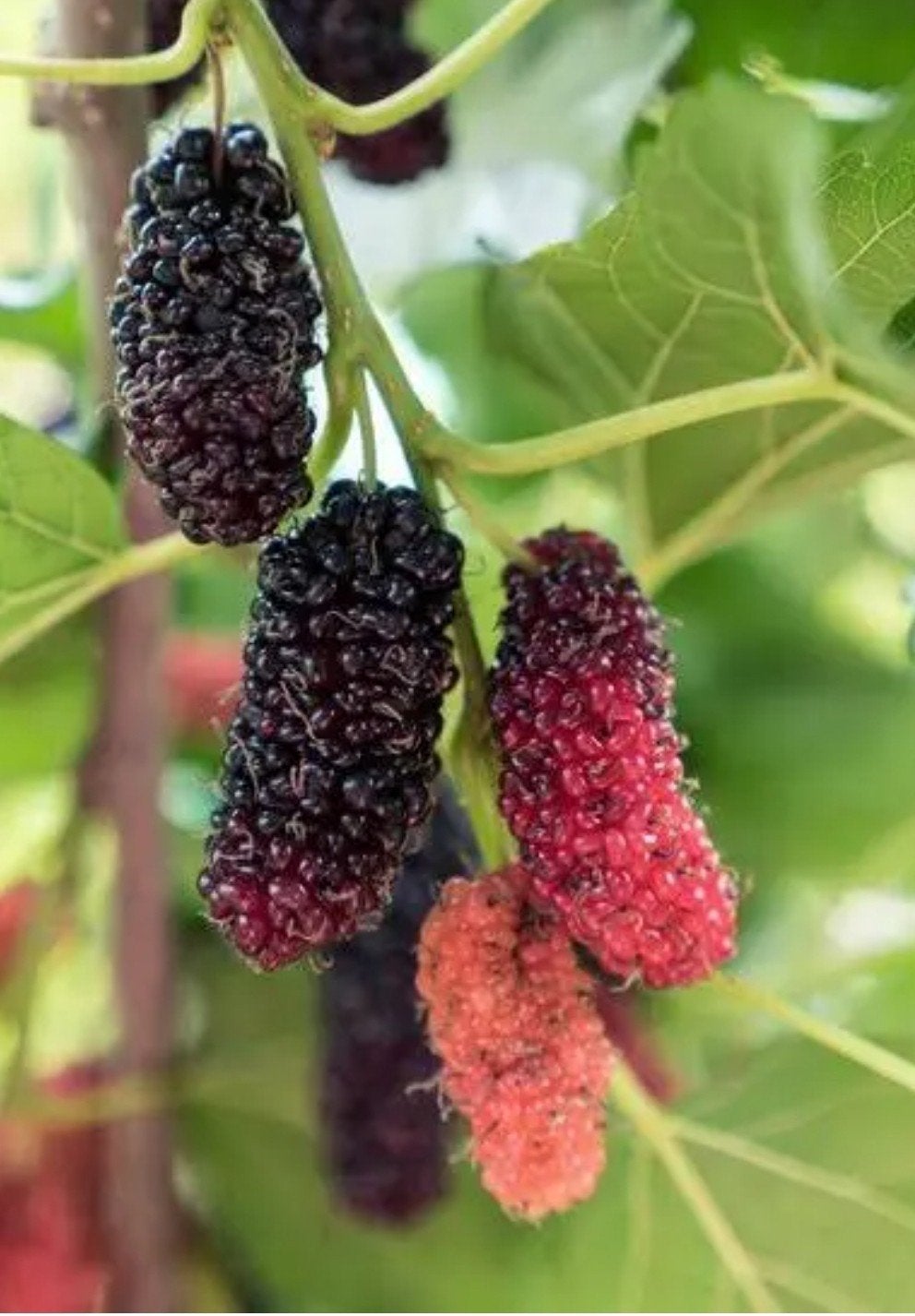 STRUIKEN ZWARTE MOERBEI MOJO BERRY, VOLGEND JAAR FRUIT ! 18€, Tuin en Terras, Ophalen of Verzenden, Vaste plant, Fruitplanten