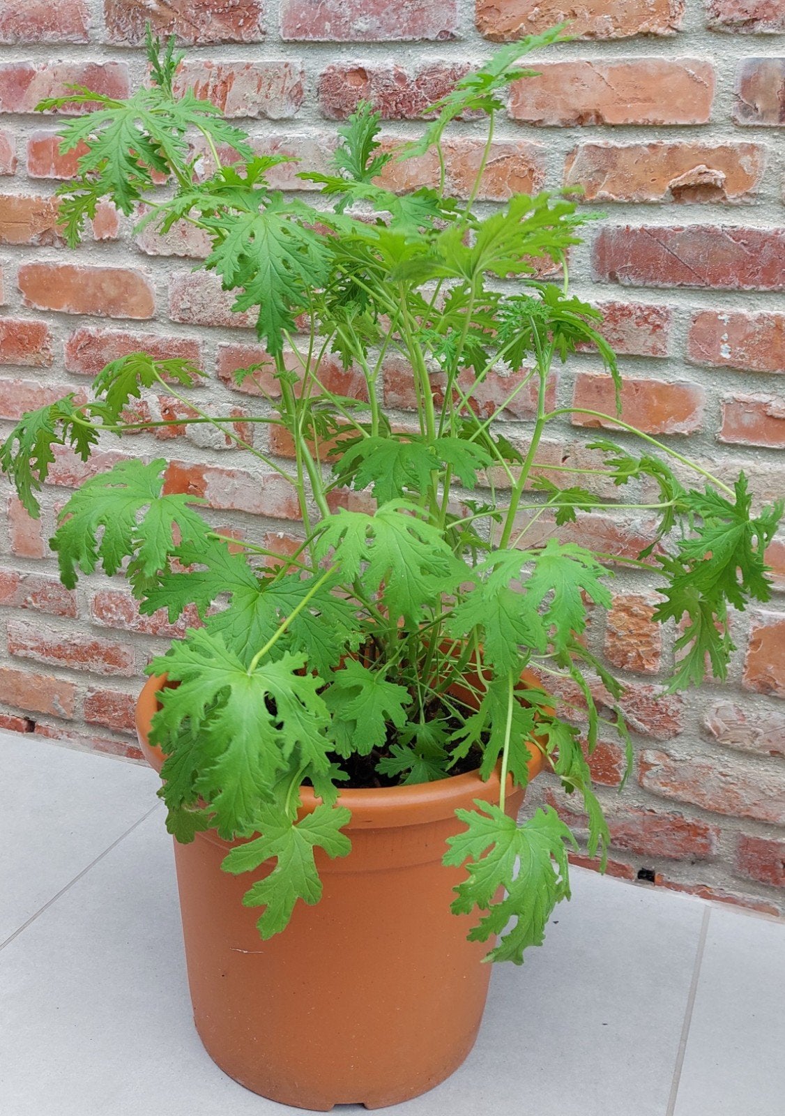 Géranium citronné, Jardin & Terrasse, Plantes | Jardin, Enlèvement