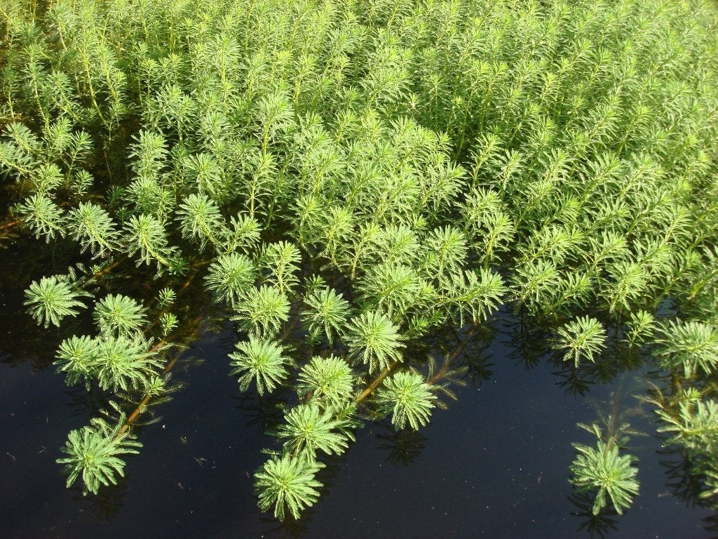 VEDERKRUID vijverplant zuurstofplant, Jardin & Terrasse, Étangs, Enlèvement, Utilisé