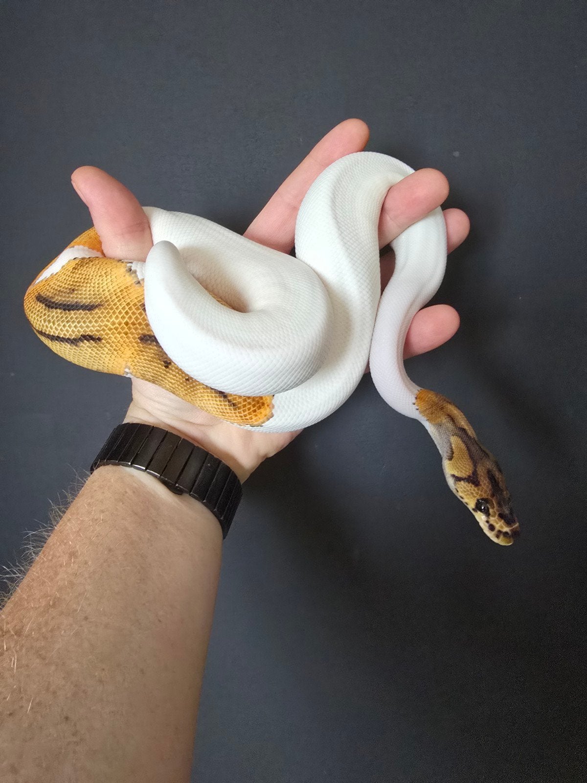 Vrouwelijke clown Piebald, Dieren en Toebehoren, Slang, Tam, 0 tot 2 jaar