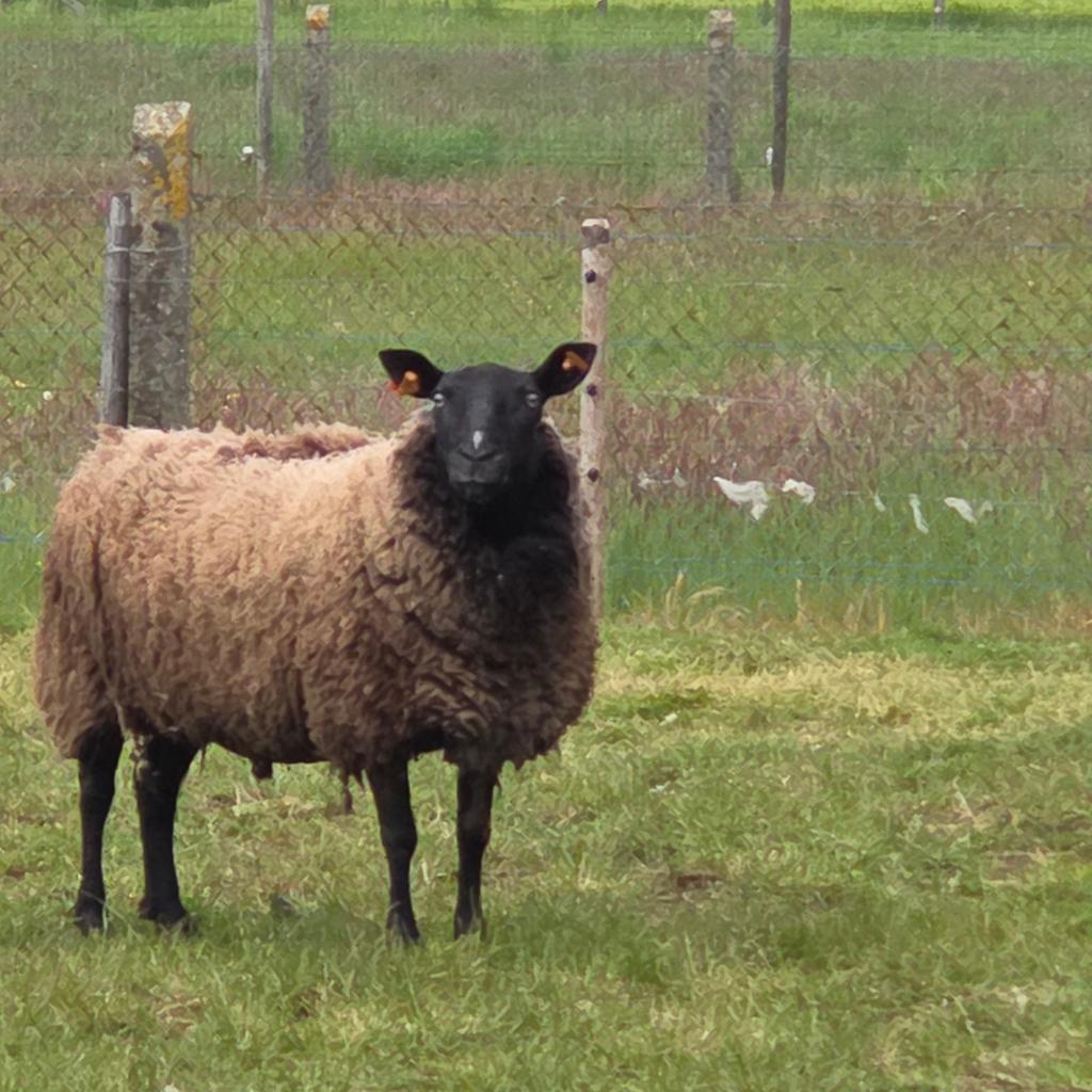Schaap, ooi,1 maal gelammerd bel 0475602462, Dieren en Toebehoren, Schapen, Geiten en Varkens