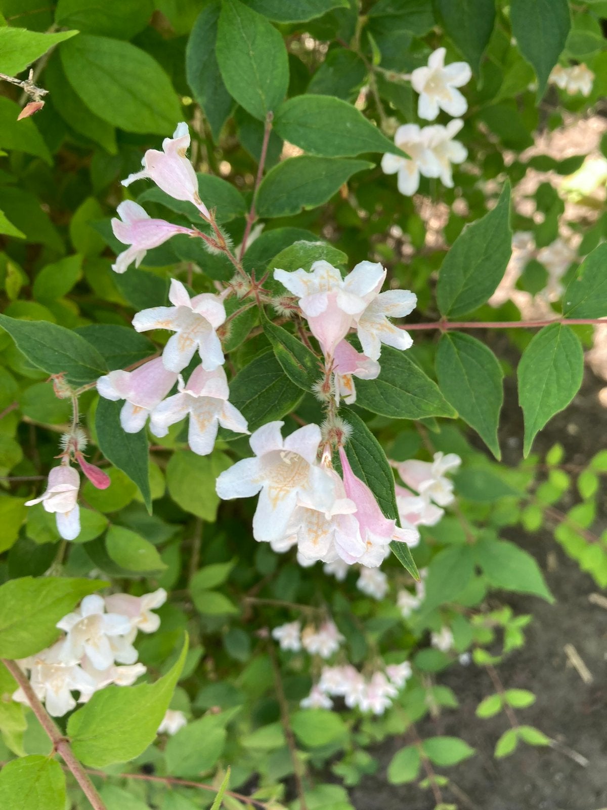Kolkwitzia amabilis / koninginnenstruik, Jardin & Terrasse, Bulbes & Semences, Enlèvement