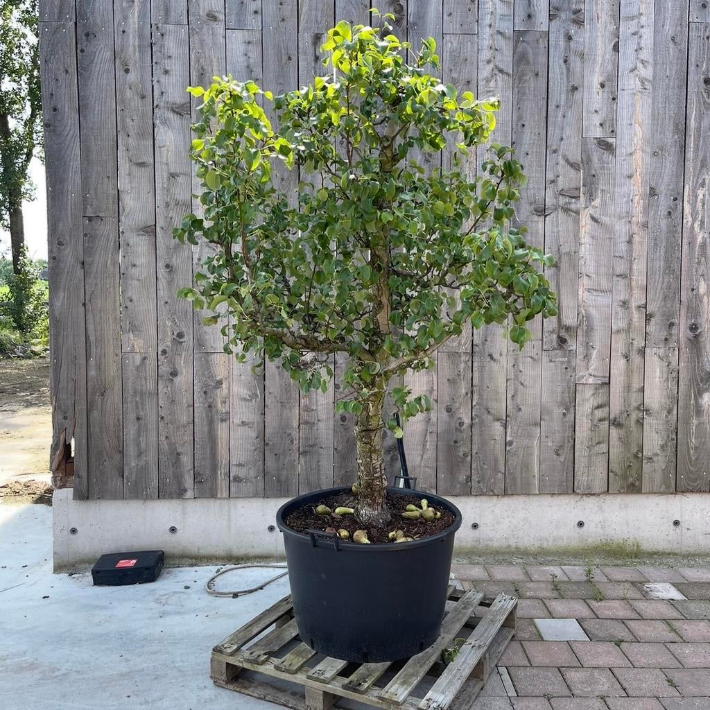 GROTE PERENBOOM IN POT - 30 jaar oud! - 2 stuks, Tuin en Terras, Ophalen of Verzenden, In pot, Overige soorten