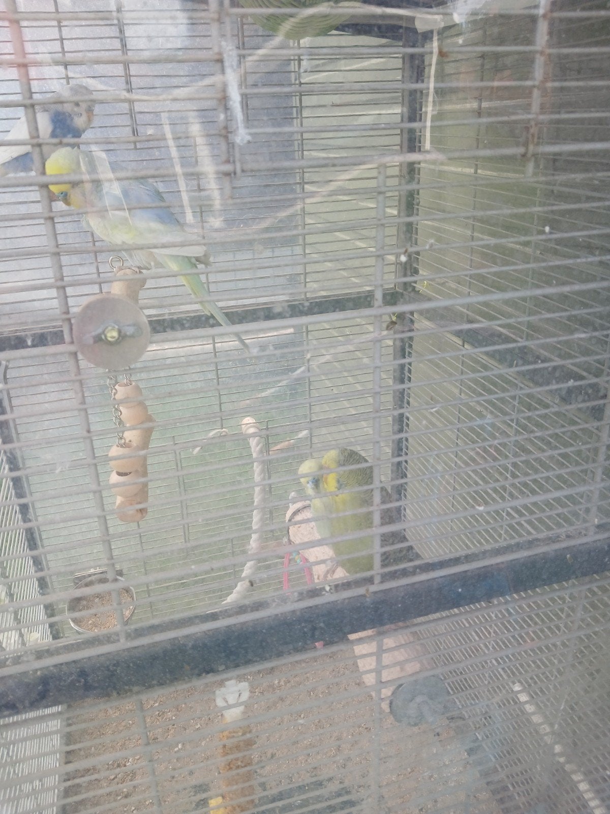 2 paires de perruches, Plusieurs animaux, Perruche