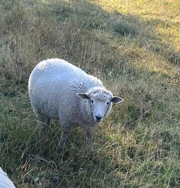 Ramlam, Schaap