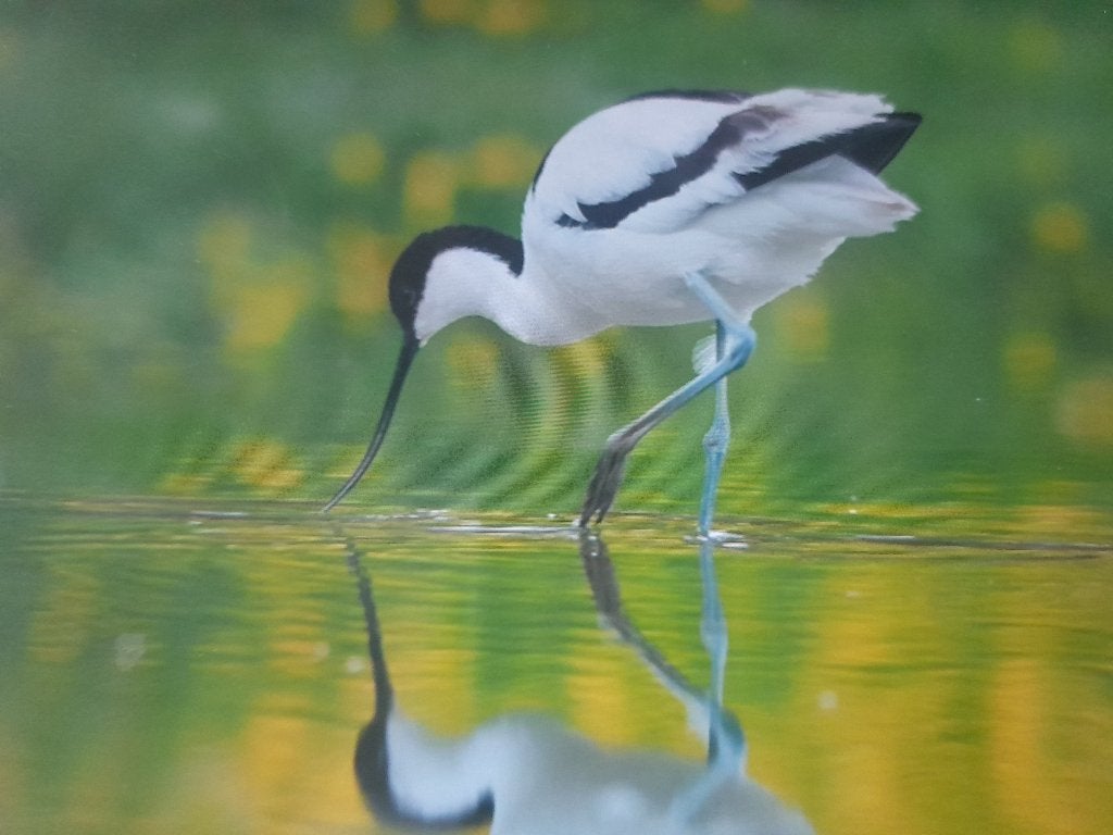 europese kluten, Dieren en Toebehoren