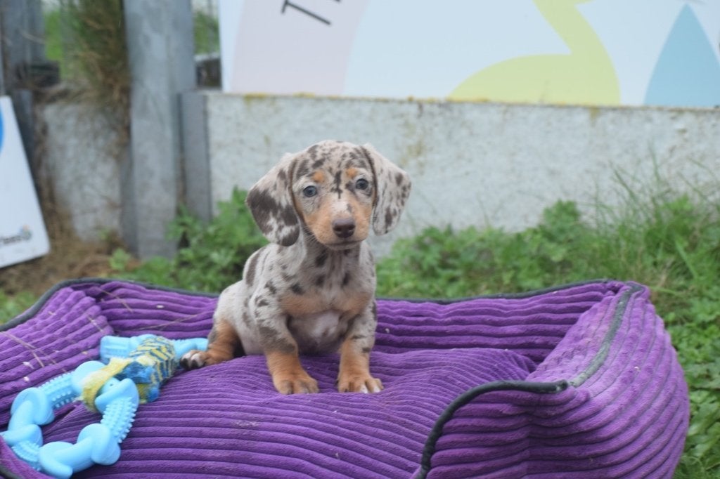 Teckel pups alle kleuren, België, 8 tot 15 weken, Korthaar, Dwerg