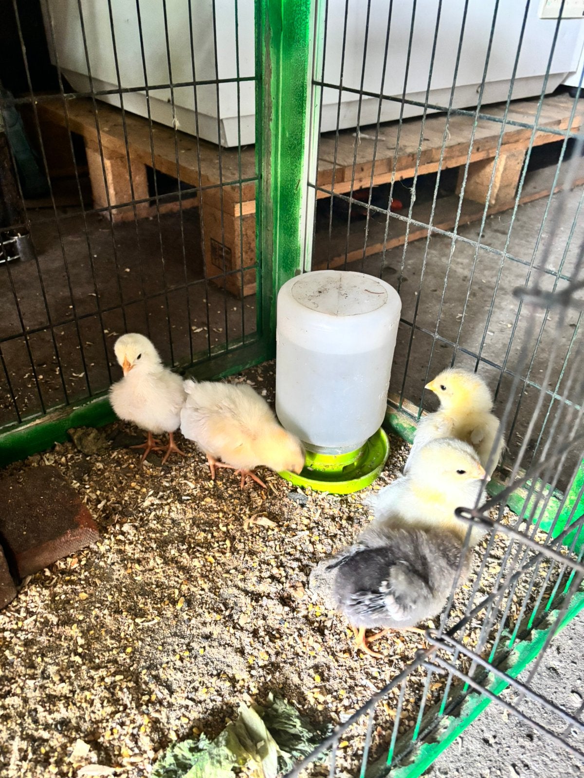 Kuikens te koop