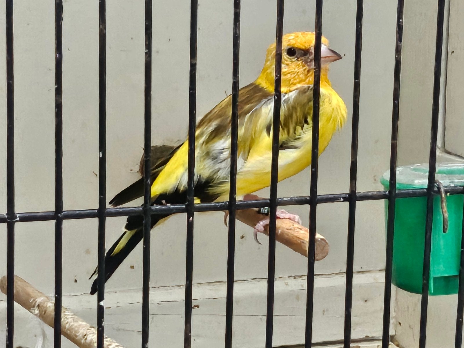 gele witkop distelvink mannen, Dieren en Toebehoren, Meerdere dieren, Wildzangvogel, Geringd