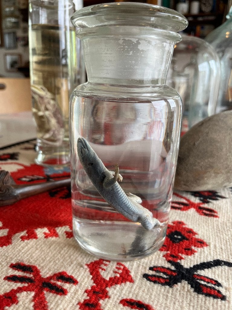 Apothekerspot met hagedis, Ophalen of Verzenden, Gebruikt, Reptiel of Amfibie, Overige typen