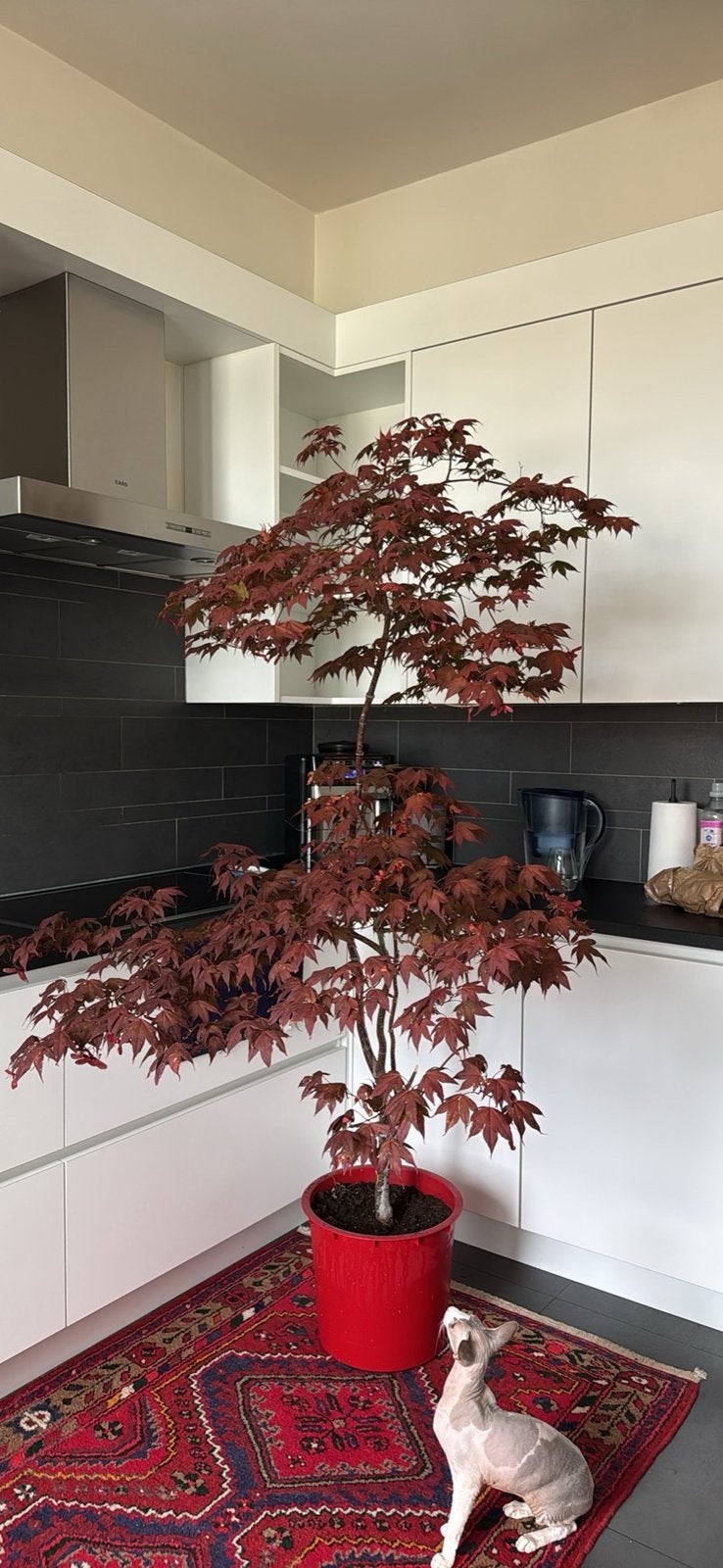 Acer erable rouge japonais 10ans, Jardin & Terrasse, Enlèvement, Autres espèces