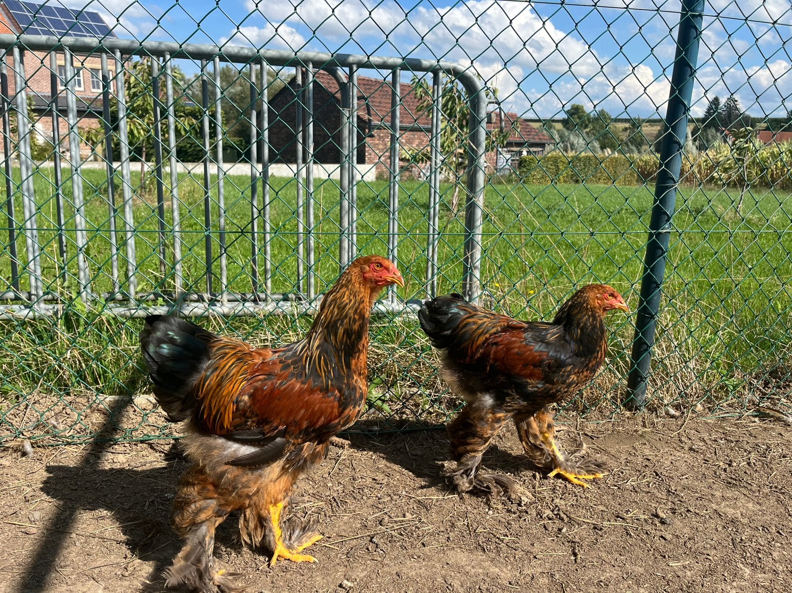 Brahma haantjes te koop, Mâle, Poule ou poulet