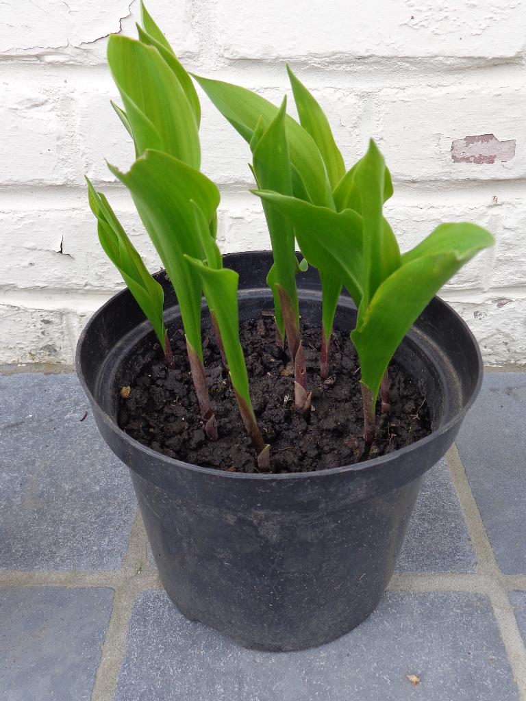 muguet à replanter, Jardin & Terrasse, Plantes | Jardin, Autres espèces, Printemps, Enlèvement, Plante fixe