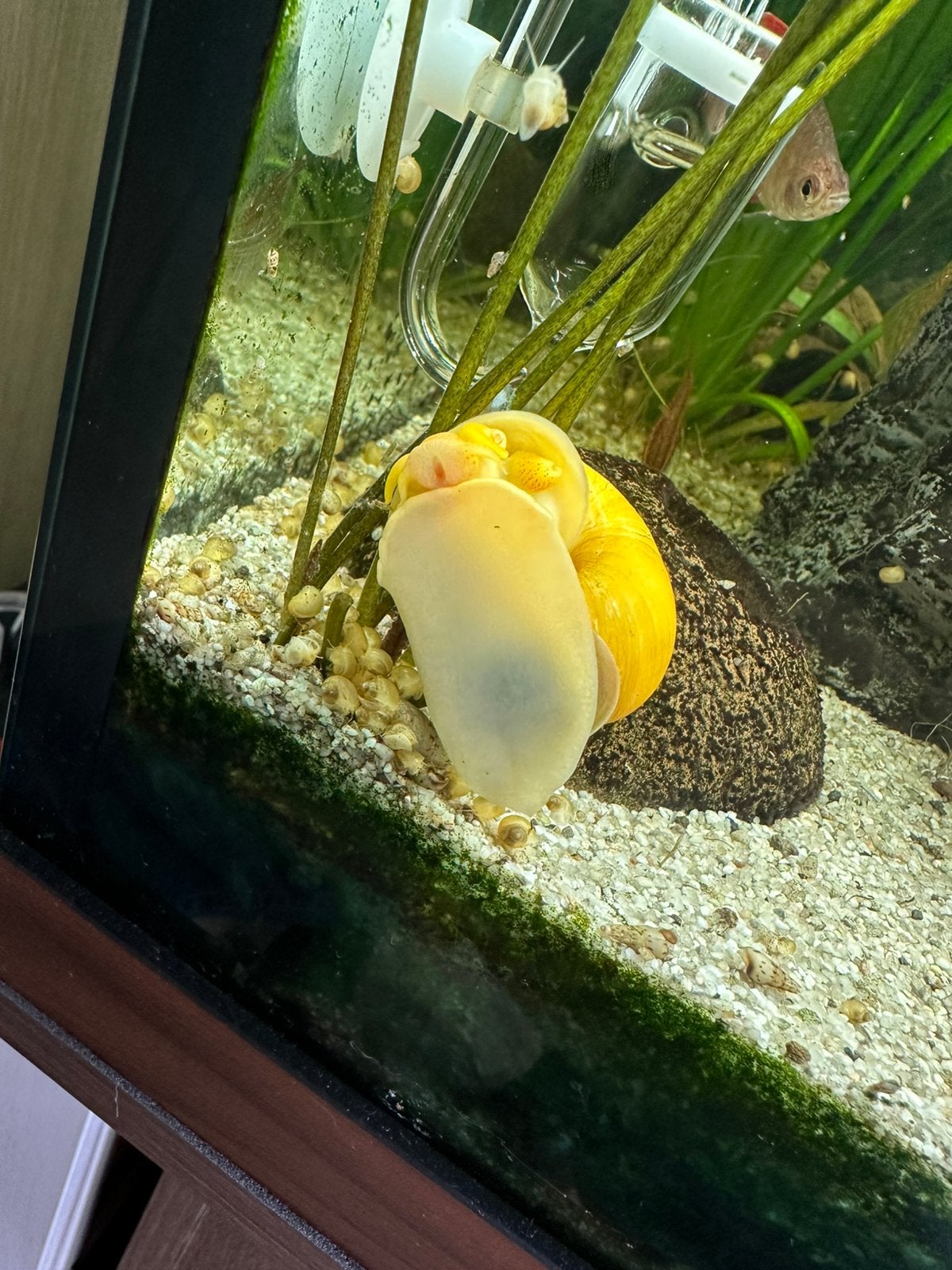 Kleine gele appelslakken, Animaux & Accessoires, Escargot ou Mollusque, Poisson d'eau douce