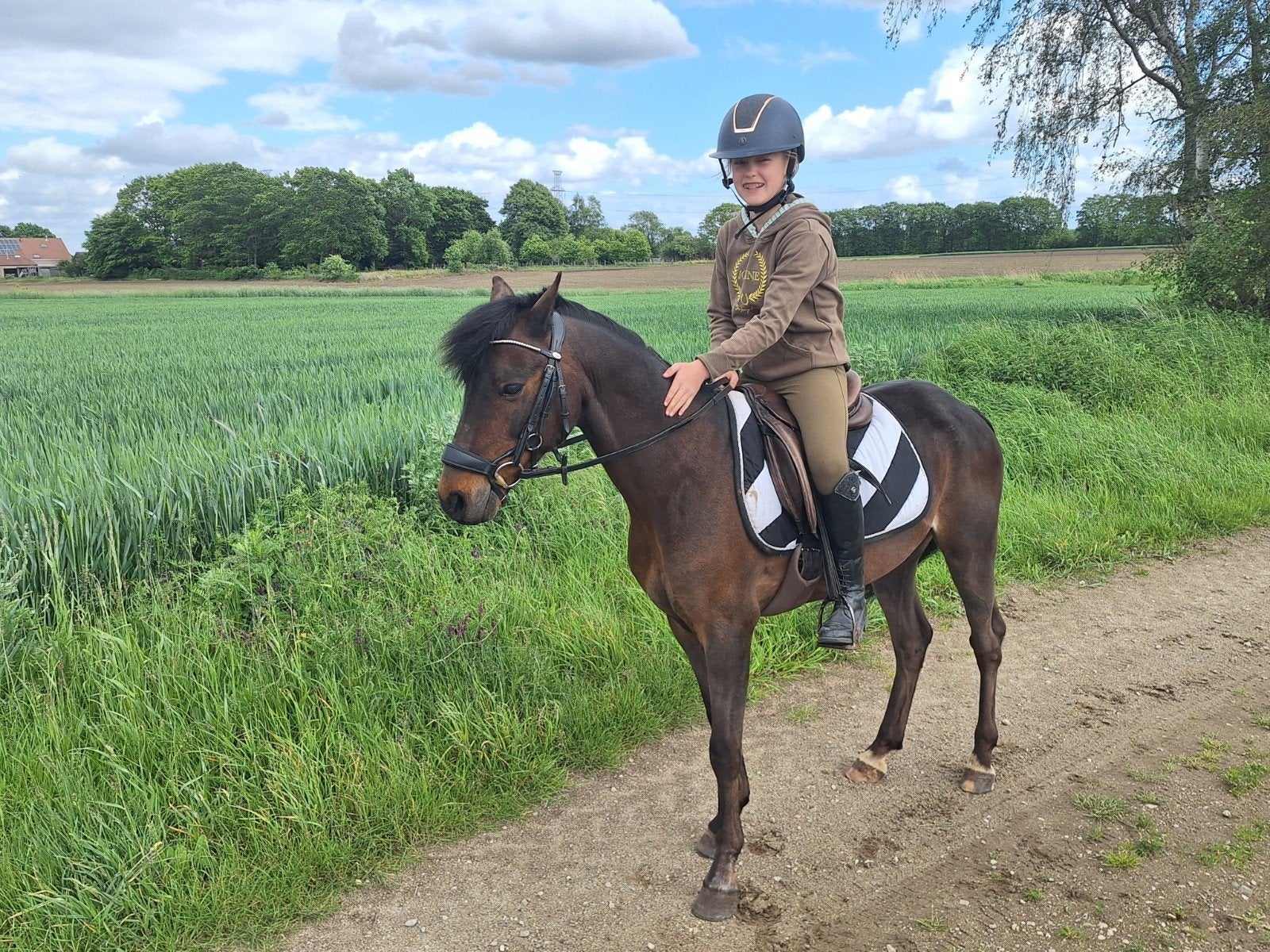 b pony, Dieren en Toebehoren, B