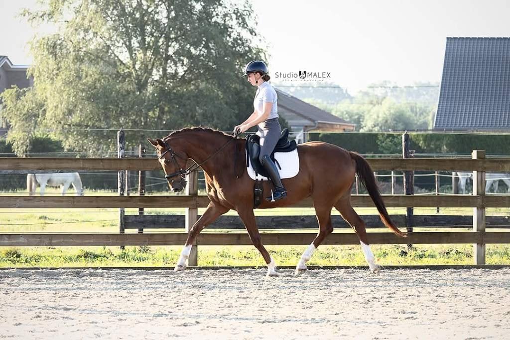 dressuurpaard, Dieren en Toebehoren, Paarden, Met stamboom, Ruin, Dressuurpaard, L