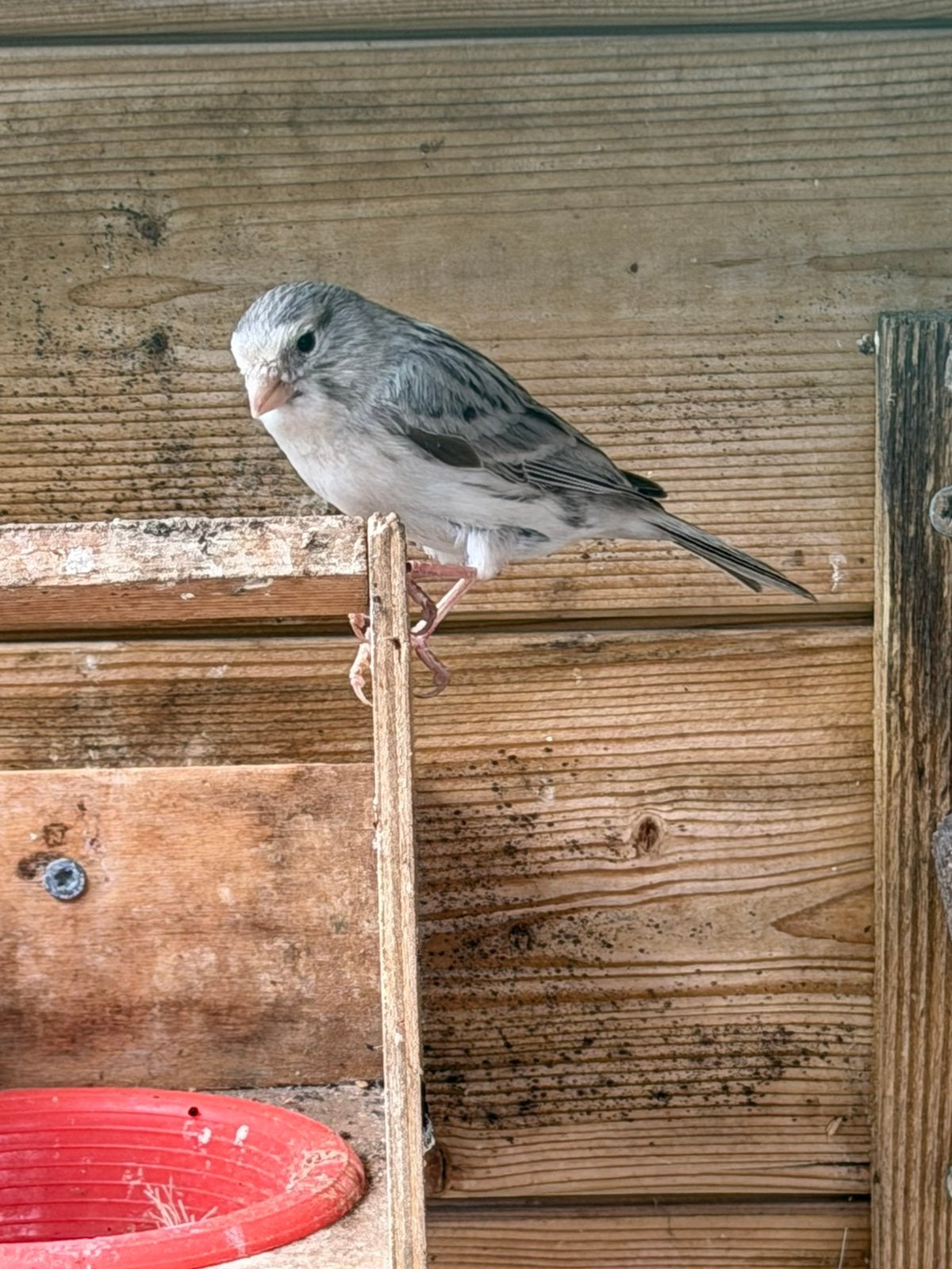 Kanarie koppel te koop, Dieren en Toebehoren, Vogels | Parkieten en Papegaaien