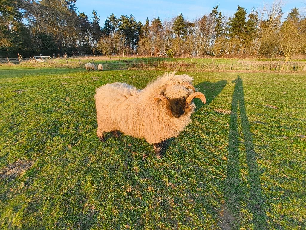 Walliser schwarznase ram, Mâle, Mouton, 0 à 2 ans