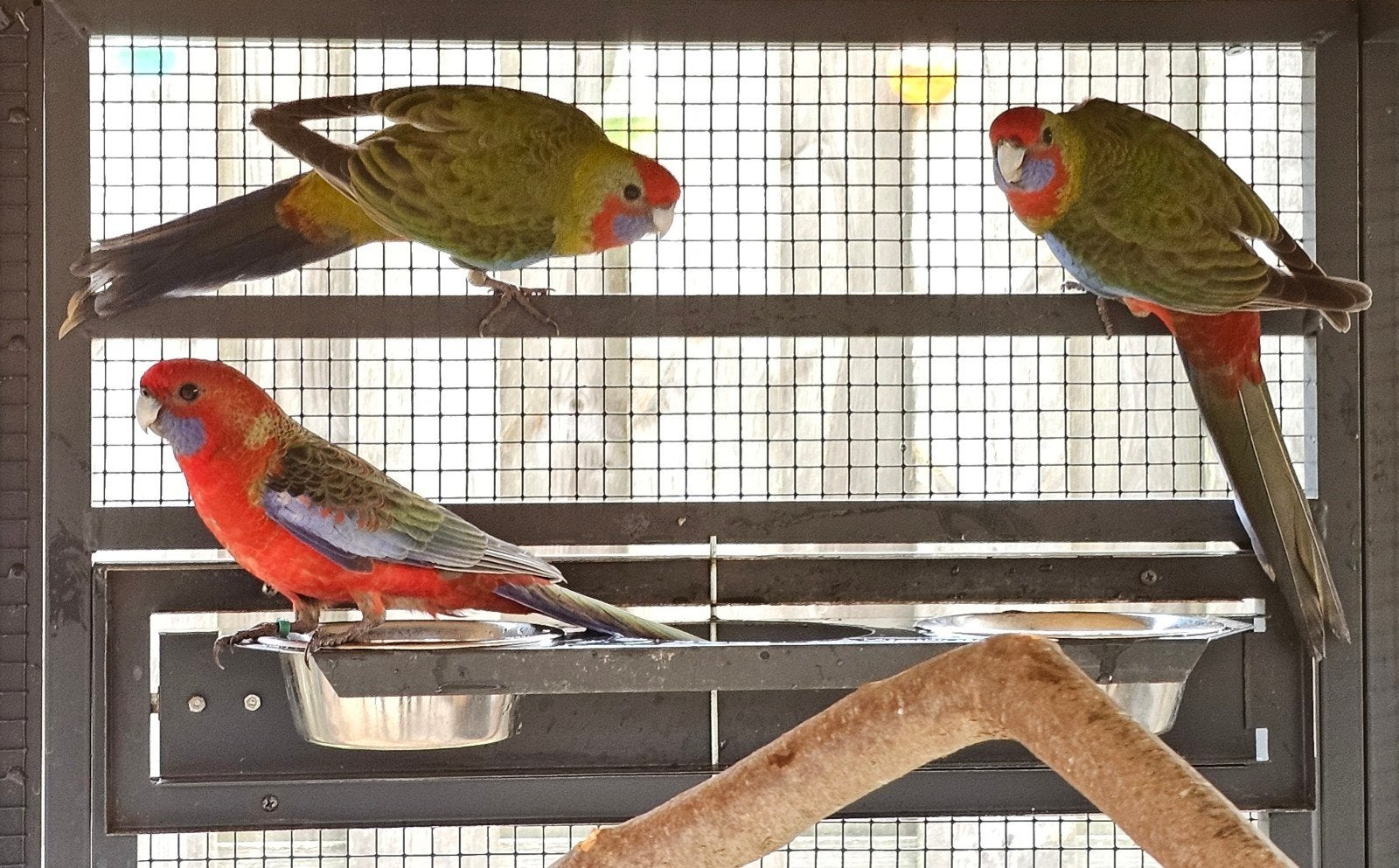 6 penanten mogen verhuizen, Plusieurs animaux, Perruche, Bagué