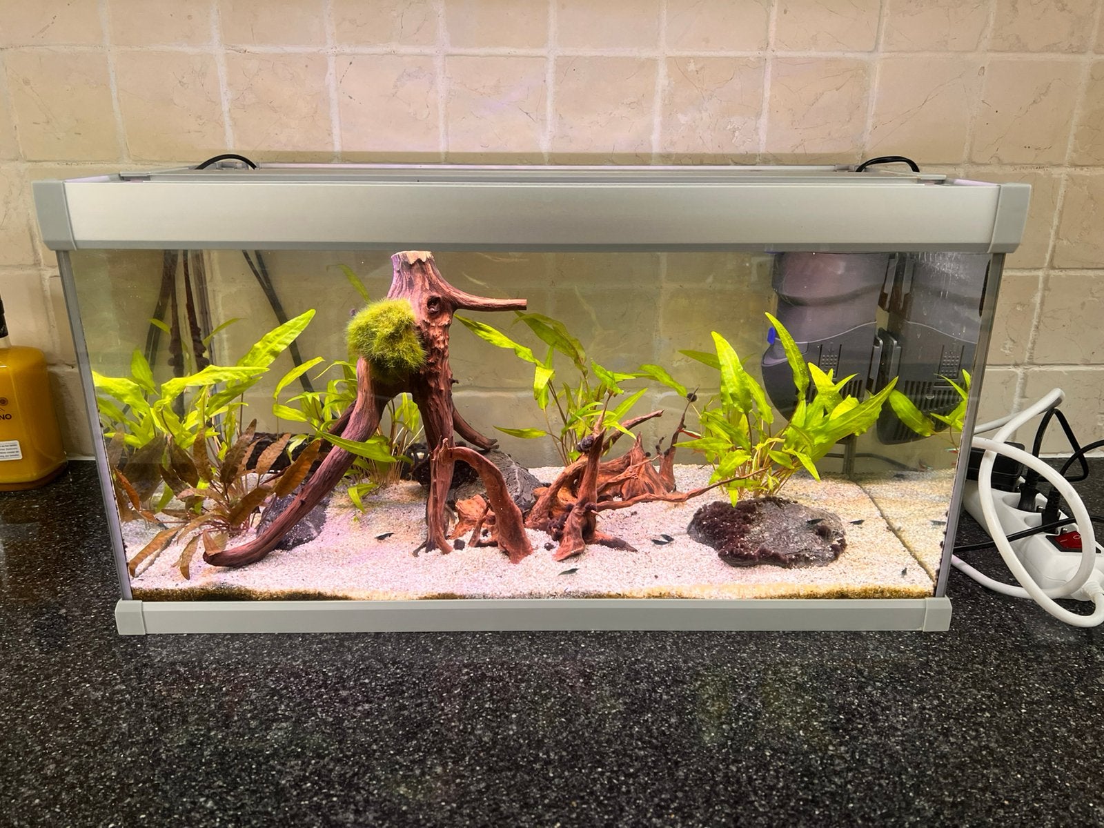 Aquarium (volledig aquarium te koop), Dieren en Toebehoren, Ophalen, HS Aqua, Gevuld zoetwateraquarium, Inclusief vissen