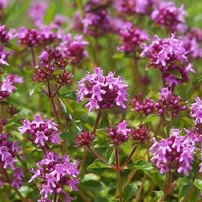 Thymus Serpyllum, Tuin en Terras, Ophalen, Halfschaduw