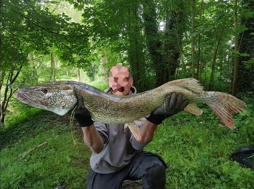 ✅Club de pêche - 2 Etangs privés & naturels.🐟diversifiés, Enlèvement, Neuf, Autres types