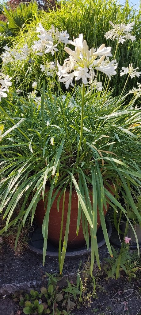 agapanthus, Ophalen