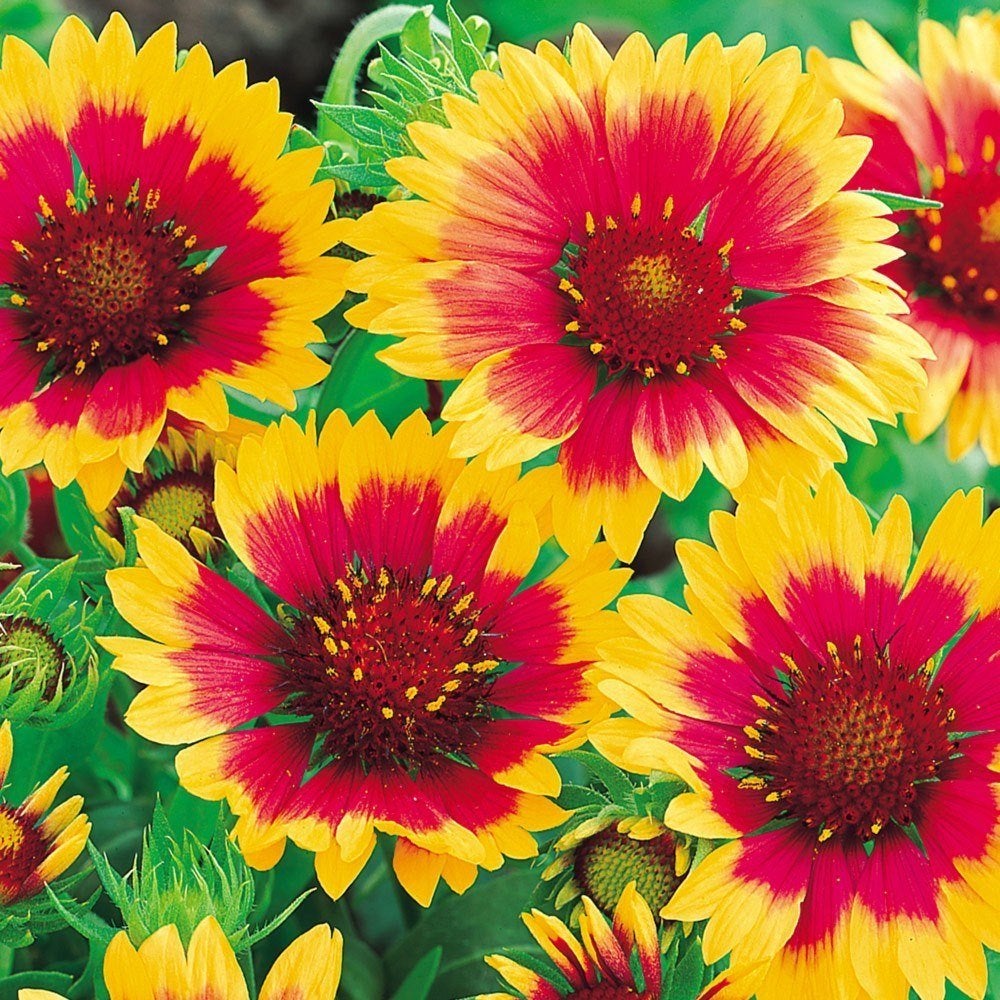 Gaillardia et Géranium, Enlèvement, Plante fixe