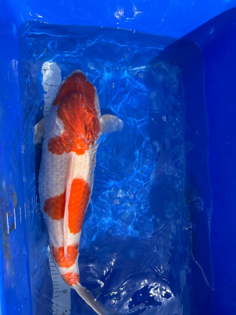 Kohaku 58 cm, Japanse koi., Dieren en Toebehoren, Karper of Koi