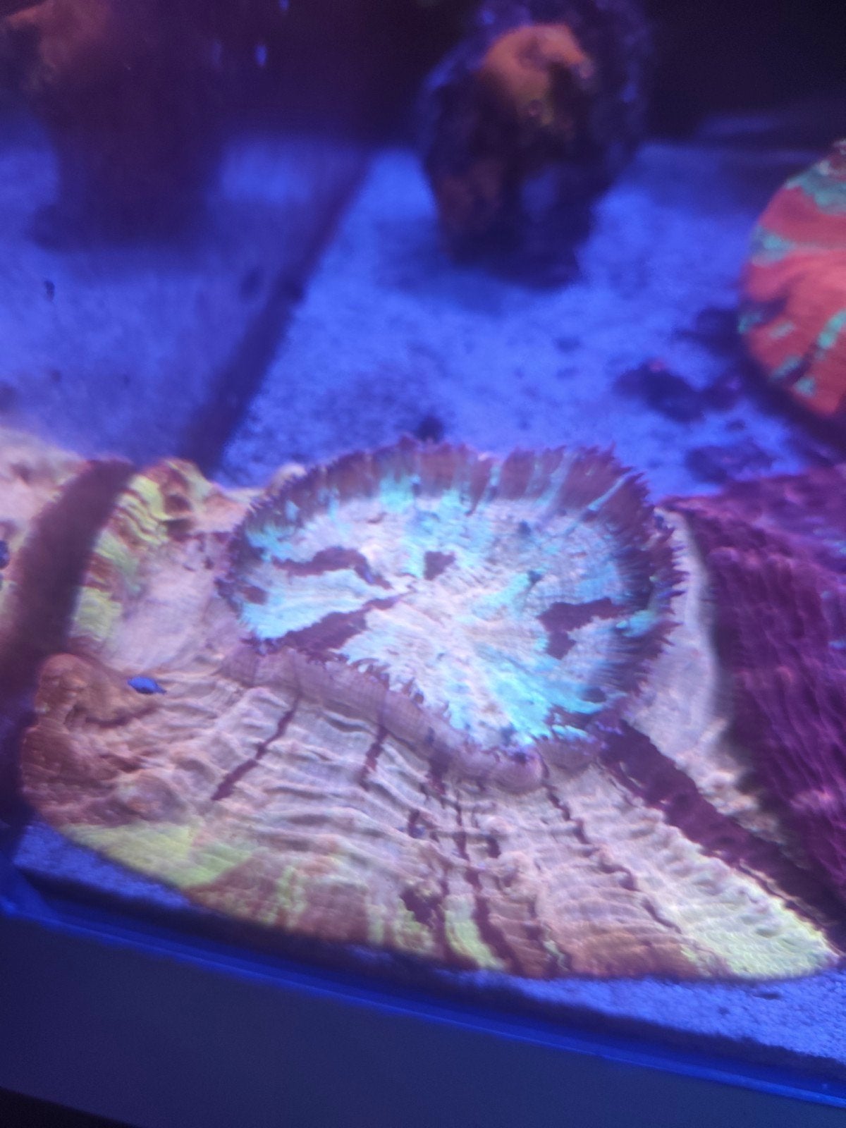 acanthophyllia  3 verschillende soorten ultra !