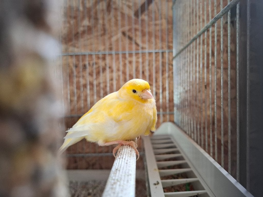 Kanarie pop, Dieren en Toebehoren, Vogels | Kanaries, Vrouwelijk, Kleurkanarie