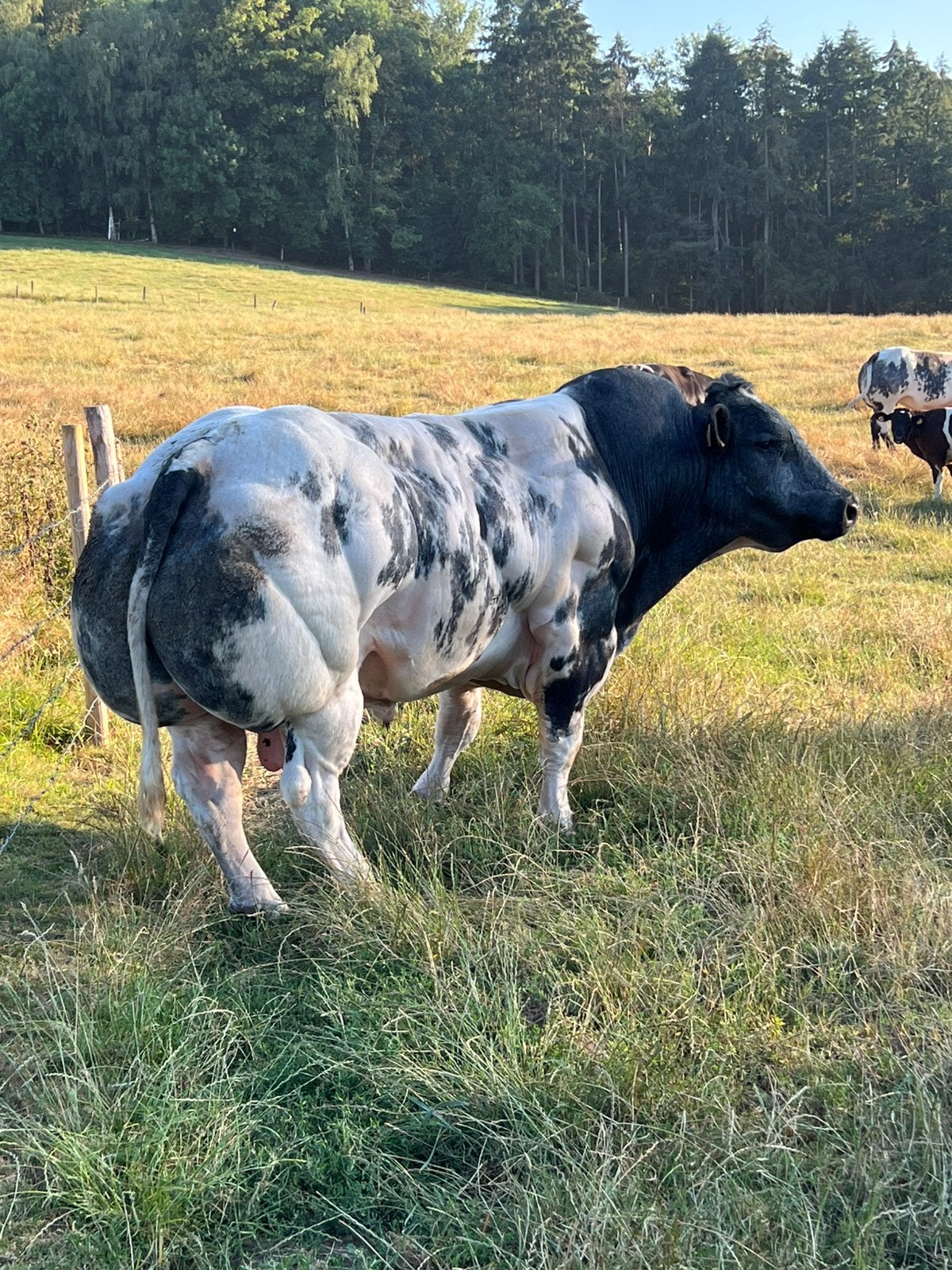 Dekbull blanc et bleu avec des papiers, Mâle, 3 à 6 ans