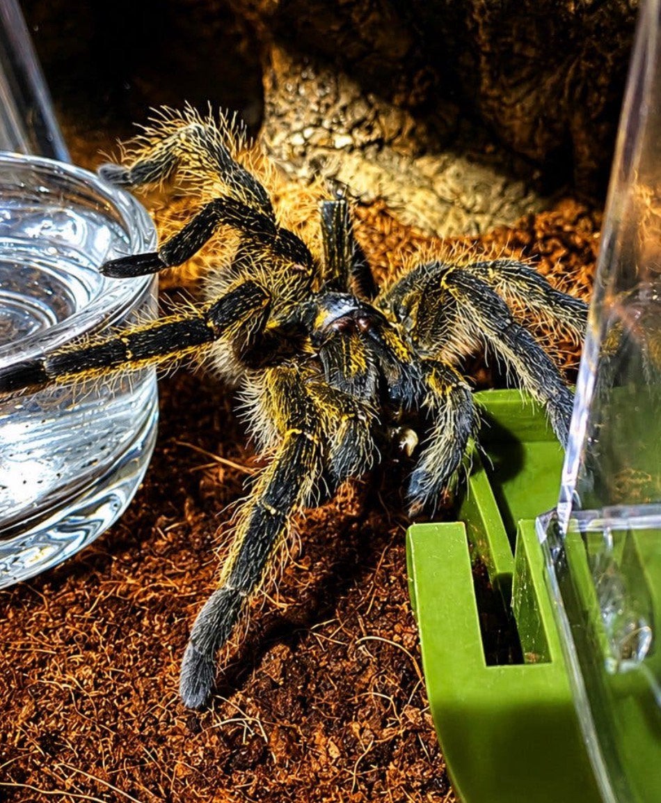Harpactira babiana (tarentule babouin de Purcell), Animaux & Accessoires, Araignée ou Scorpion