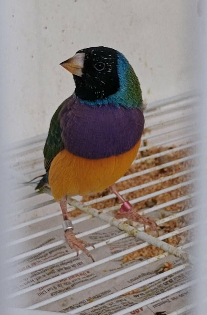 Gouldamandines, Dieren en Toebehoren, Mannelijk, Tropenvogel