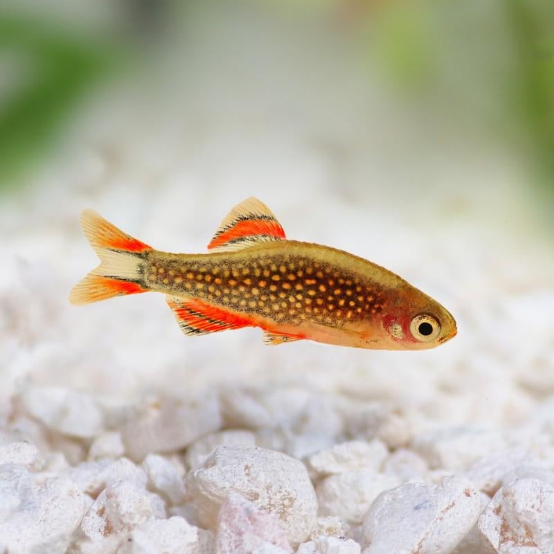 Celestial Pearl Danio - Rasbora Galaxy, Dieren en Toebehoren, Vissen | Aquariumvissen, Zoetwatervis, Vis, Schoolvis
