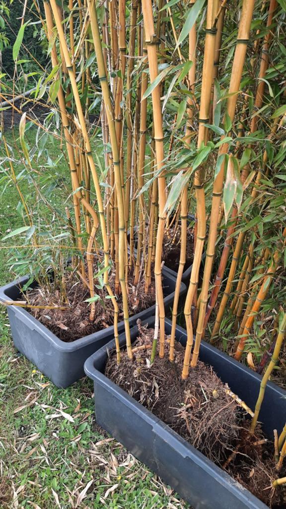 Bamboe phyllostachys spectabilis, Jardin & Terrasse, Plantes | Arbustes & Haies, Enlèvement, Bambou
