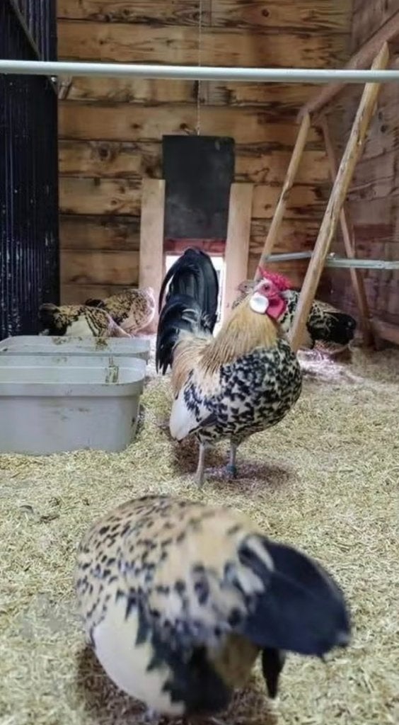 Java kriel citroen porselein, Poule ou poulet