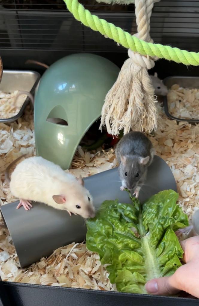 Tamme standaard ratjes (laatste trio), Dieren en Toebehoren, Knaagdieren, Rat, Maart, Vrouwelijk, Tam