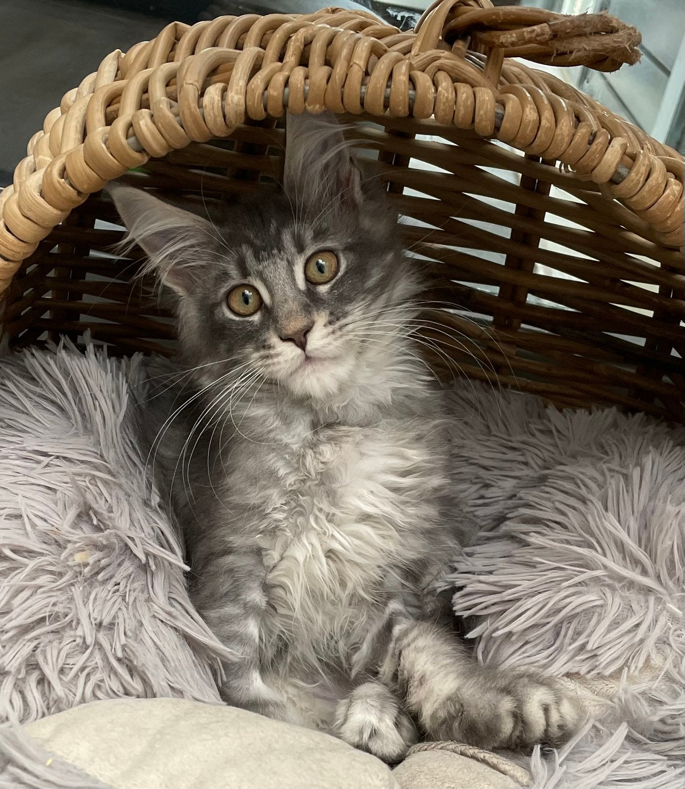Maine coon kitten, Dieren en Toebehoren, Poes, Met stamboom, 0 tot 2 jaar