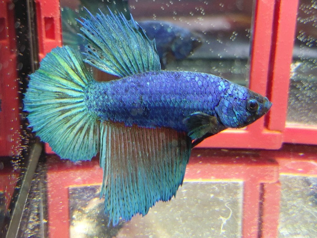 betta man steel blue, Dieren en Toebehoren, Vissen | Aquariumvissen, Vis