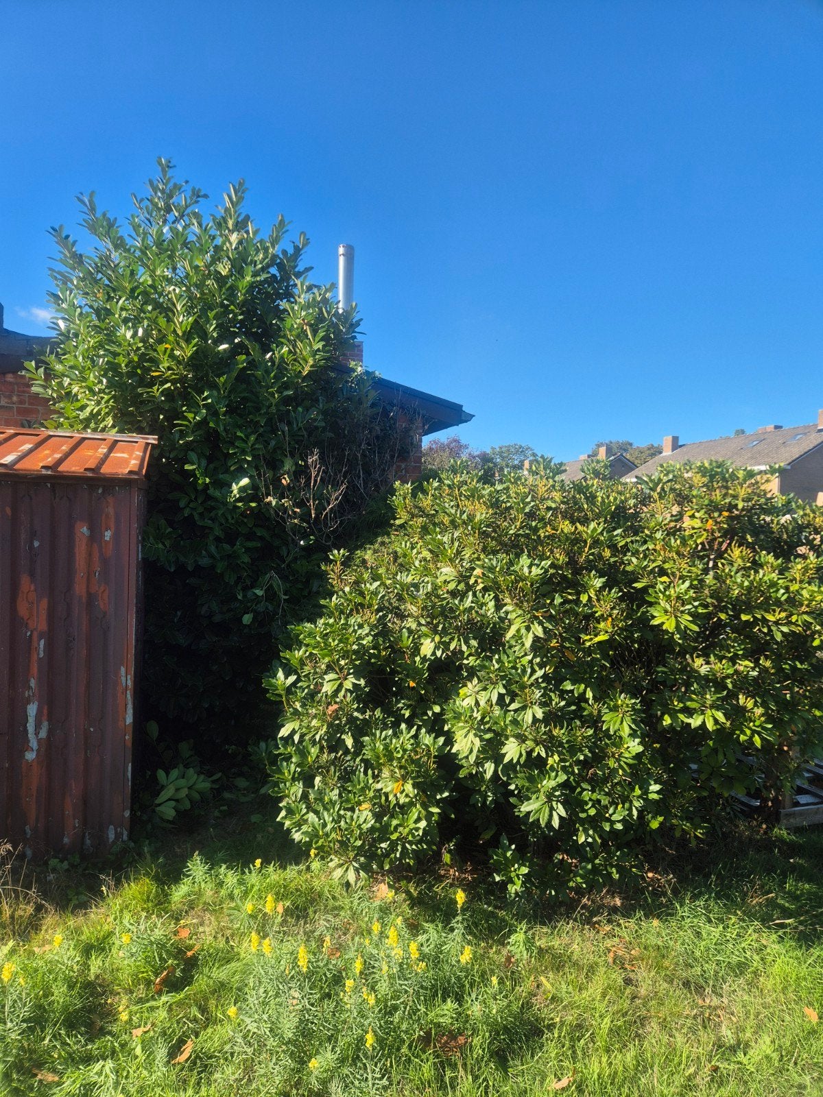 boom hout, Tuin en Terras, Ophalen