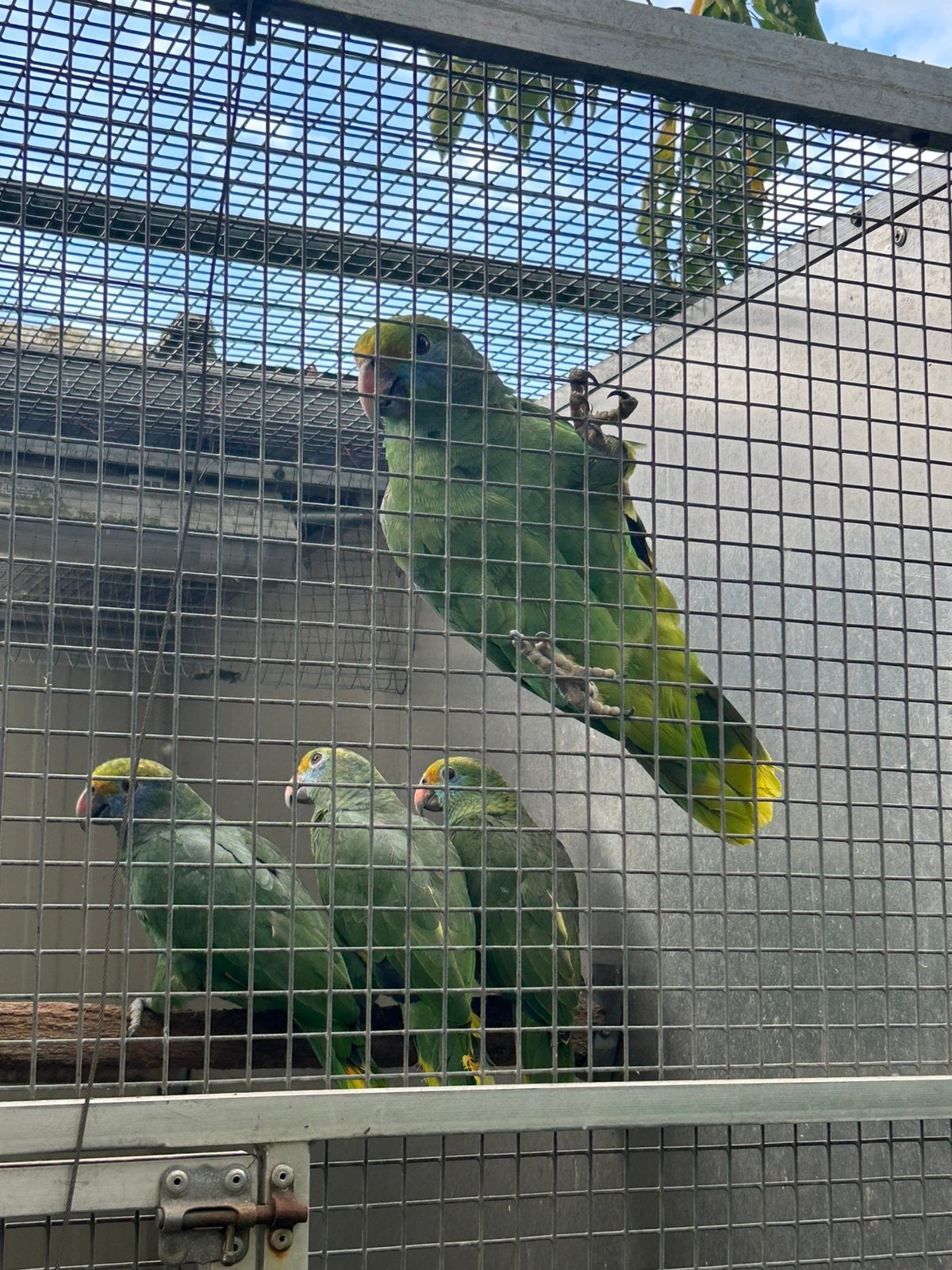 1-1 Amazona dufresniana 2026, Meerdere dieren, Papegaai, Geringd